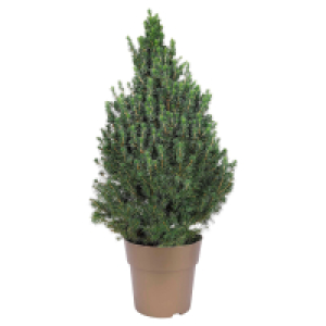 Aldi Süd  GARDENLINE Zuckerhutfichte