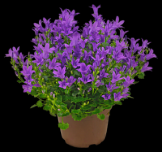 Glockenblume