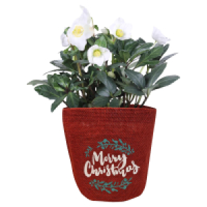 Aldi Süd  GARDENLINE Christrose