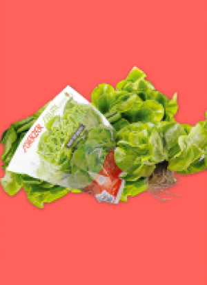 Frän­ki­scher Kopf­sa­lat mit Wur­zel­bal­len 1.49 €