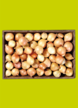 Spei­se­zwie­beln aus der Pfalz 1.49 €