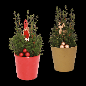 GARDENLINE Chamaecyparis 3.99 €