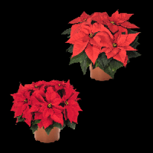 GARDENLINE Weihnachtsstern 2.29&nbsp;&euro;