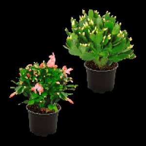 GARDENLINE Weihnachtskaktus (Schlumbergera) 1.69&nbsp;&euro;