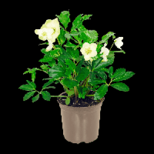 GARDENLINE Christrose (Helleborus) 2.99 €