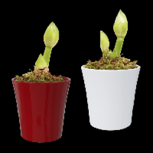 GARDENLINE Amaryllis in Keramik 3.99&nbsp;&euro;