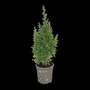 GARDENLINE Chamaecyparis 2.49 €