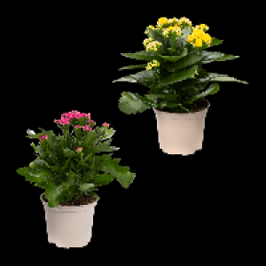 GARDENLINE Kalanchoe 1.49 €
