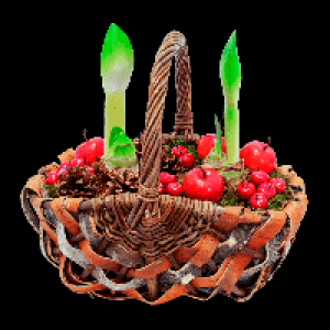 GARDENLINE Amaryllis im Korb 12.99 €