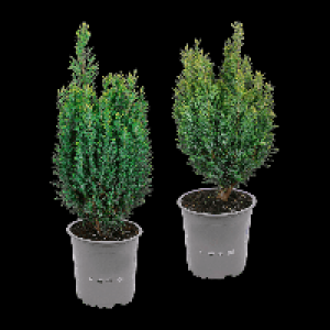 GARDENLINE Konifere 1.11 €