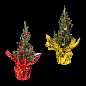 Aldi Nord Gardenline GARDENLINE Zuckerhutfichte