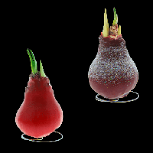 GARDENLINE Amaryllis, gewachst 3.99&nbsp;&euro;