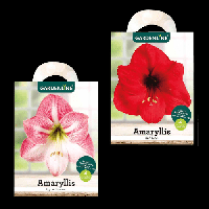 GARDENLINE Amaryllis im Karton 2.49 €