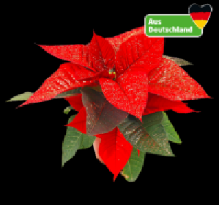 Penny  Weihnachtsstern