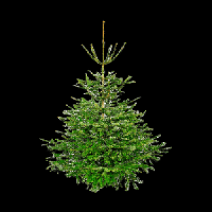 GARDENLINE Große Nordmanntanne 19.99 €