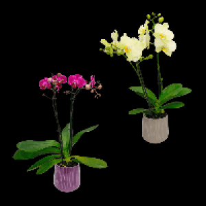 GARDENLINE Phalaenopsis 7.99 €