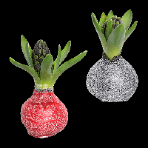 GARDENLINE Hyazinthe, gewachst 1.99&nbsp;&euro;