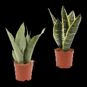 GARDENLINE Sansevieria 3.49&nbsp;&euro;
