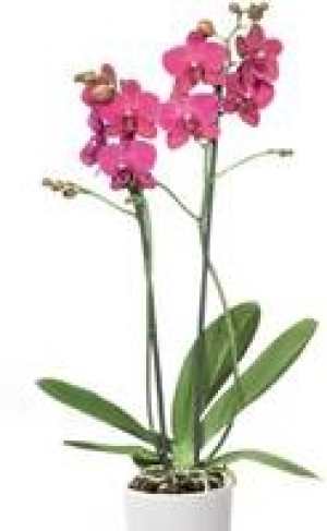 Schmetterlings- orchidee 5.99 €