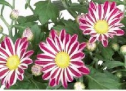 Chrysantheme 1.99 €