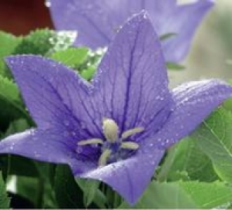 Ballonblume 1.99 €