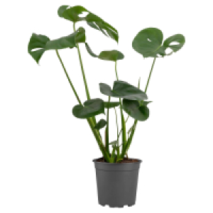 Aldi Süd  GARDENLINE Fensterblatt
