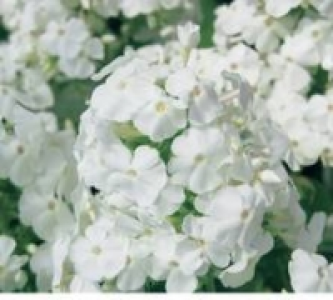 Flammenblume 9.99 €