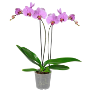 GARDENLINE Orchidee 5.99 €