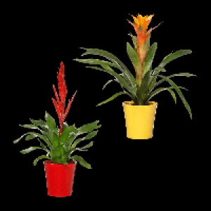 Aldi Nord Gardenline GARDENLINE Guzmania / Vriesea