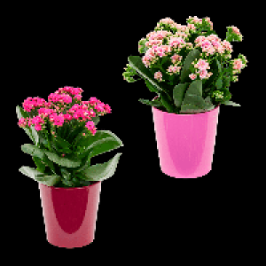 GARDENLINE Kalanchoe 2.99 €