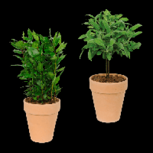 GARDENLINE Gew&uuml;rzst&auml;mmchen 5.99&nbsp;&euro;