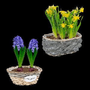 GARDENLINE Blumenzwiebeln im Gef&auml;&szlig; 3.99&nbsp;&euro;