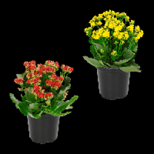 GARDENLINE Kalanchoe 1.99 €