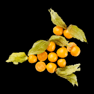 Aldi Nord  Physalis