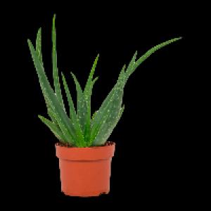 GARDENLINE Aloe vera 2.49&nbsp;&euro;