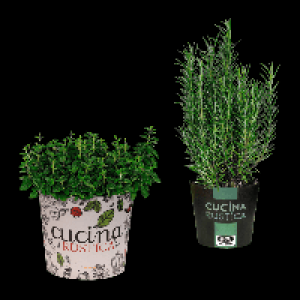 GARDENLINE Italienische Kr&auml;uter 2.99&nbsp;&euro;