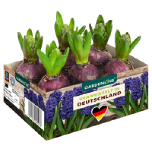 Aldi Süd  GARDENLINE Frühlingszwiebeln