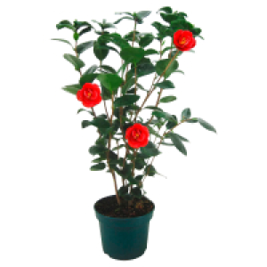 Aldi Süd  GARDENLINE Kamelie rot-weiß