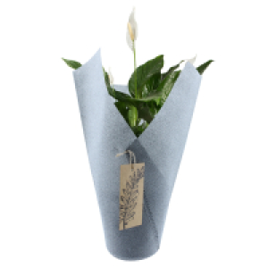 Aldi Süd  GARDENLINE Blühpflanze Scheidenblatt