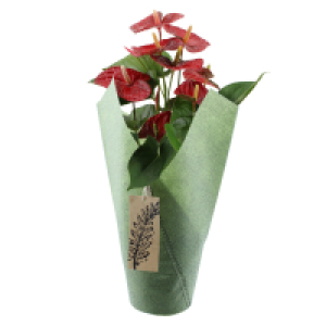 Aldi Süd  GARDENLINE Blühpflanze Anthurie