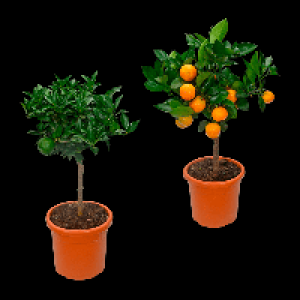Aldi Nord Gardenline GARDENLINE Zitrusbäumchen
