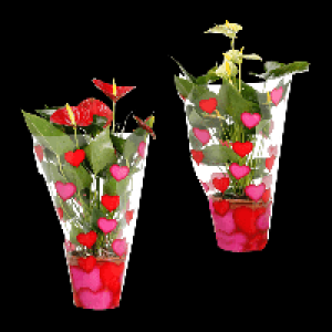 GARDENLINE Anthurie