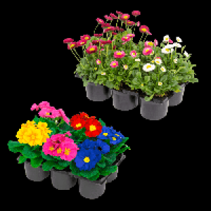 GARDENLINE Frühlingsmix 2.22 €