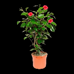 GARDENLINE Kamelie 7.99 €