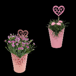 GARDENLINE Nelke 2.99 €