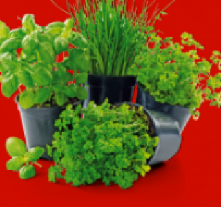 Kräuter Mix 0.89 €