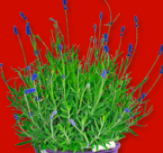 Bl&uuml;hender Lavendel
