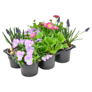 GARDENLINE Frühlingsmix, 6er-Packung 3.49 €