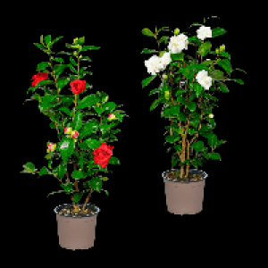 GARDENLINE Kamelie
