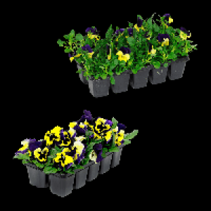 GARDENLINE Frühlingsmix